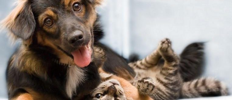 pxfuel-1_cropped_762x502