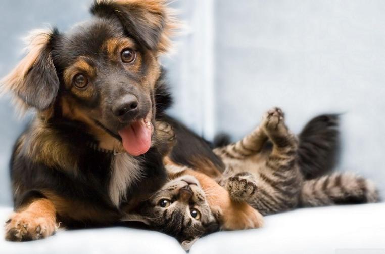 pxfuel-1_cropped_762x502